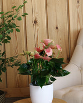 نبتة الانتريوم بزهور وردية حوض سيراميك باللون الأبيض